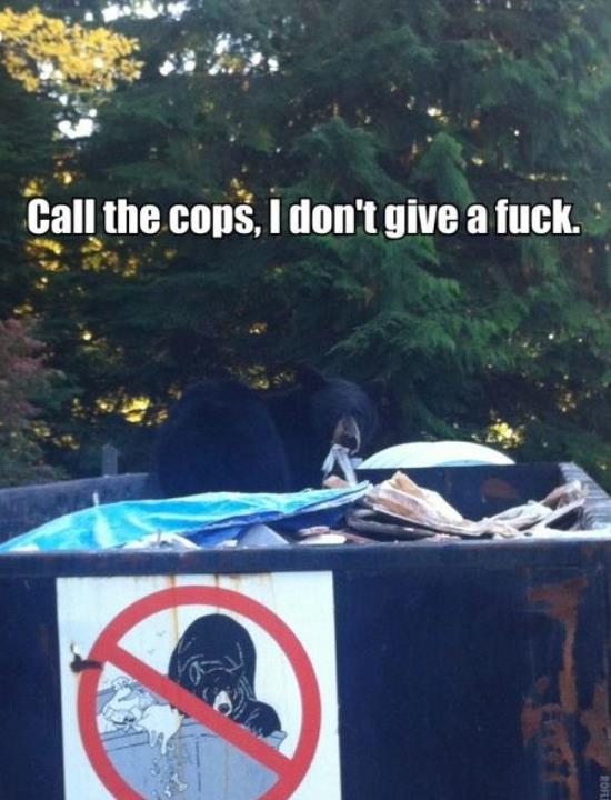 Defiant bear ignores rules