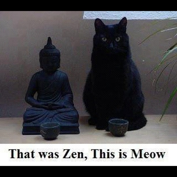Punning with Zen and a Cat