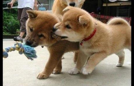 Puppy Playtime Tangling