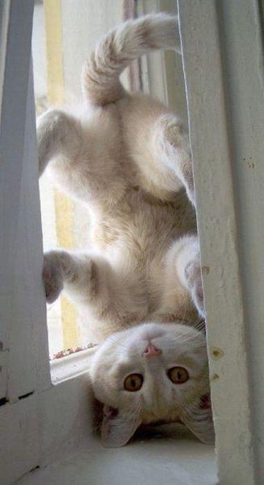 Upside-down cat surprise