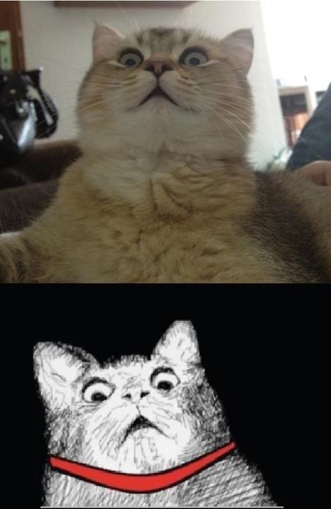 Shocked cat's dramatic reaction