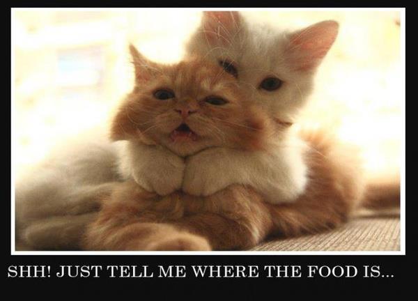 Whispering Cats Humor