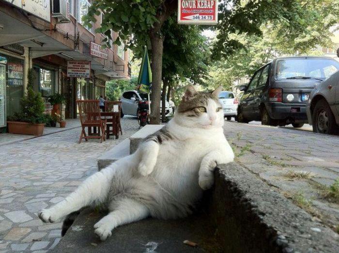 Chill Cat on a Sidewalk