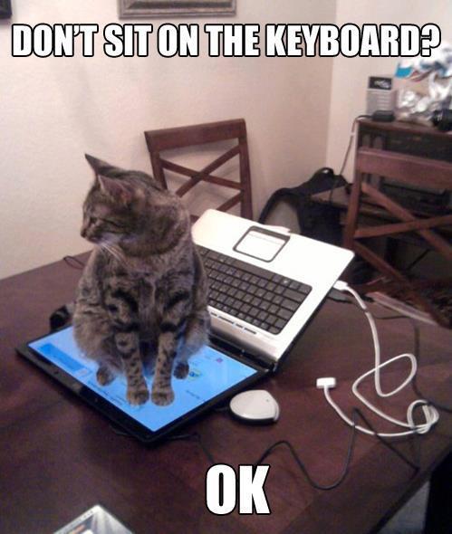 Cat Outsmarts Keyboard Rule