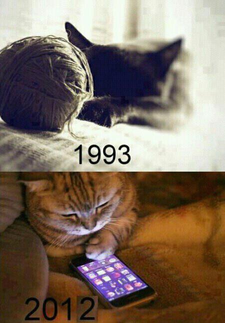 Cats' Entertainment Evolution
