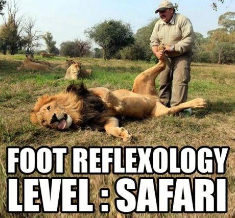Lion enjoys foot massage