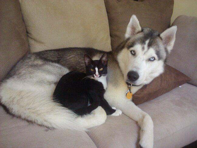 Unlikely Friends Cozying Up