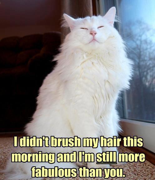 Confident Cat's Fabulous Attitude