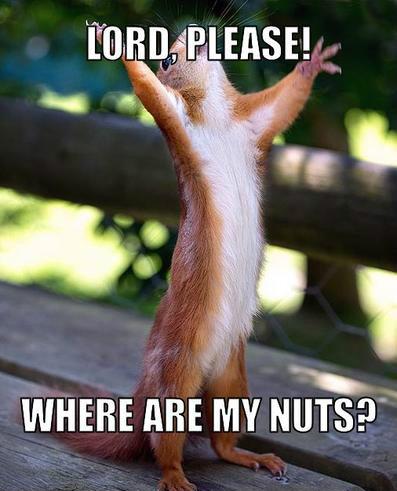 Squirrel's Existential Nut Crisis