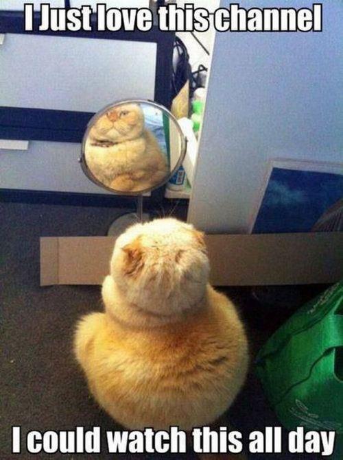 Cat Enjoys Mirror