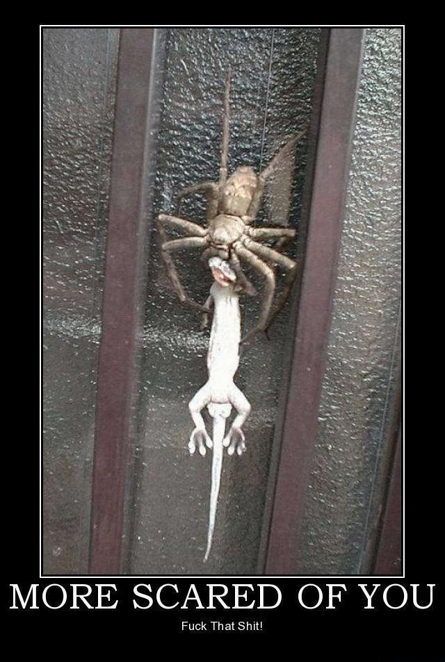 Spider versus Lizard Showdown