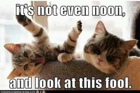 Playful cats being judgmental