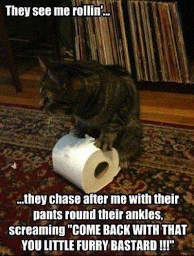 Cat Toilet Paper Heist