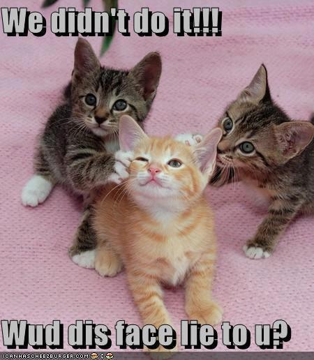 Innocent kittens pleading innocence