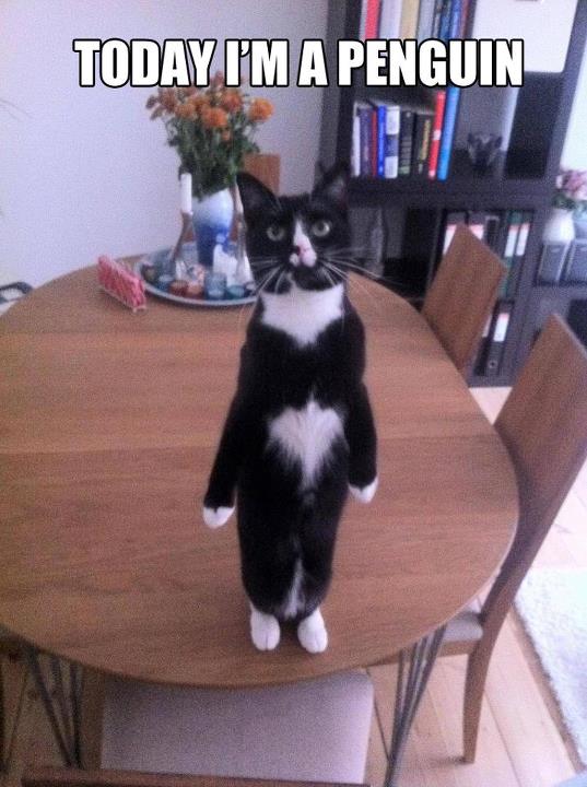 Cat Penguin Impersonation