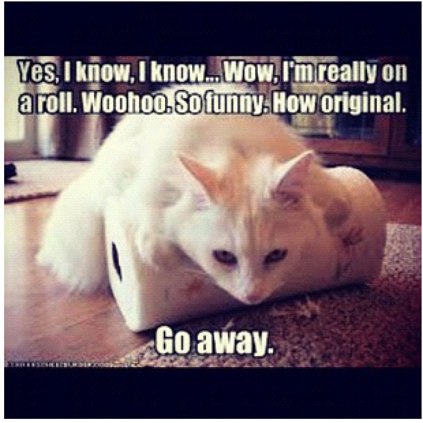 Cat sarcasm on being in a roll