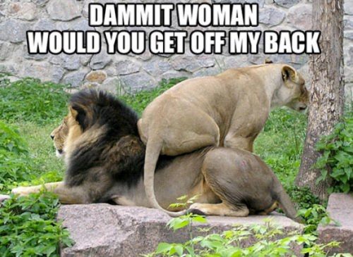 Lions in a humorous relationship predicament