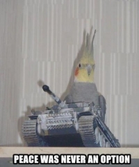 Battle-ready Cockatiel Meme