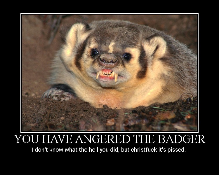 Angry Badger Meme