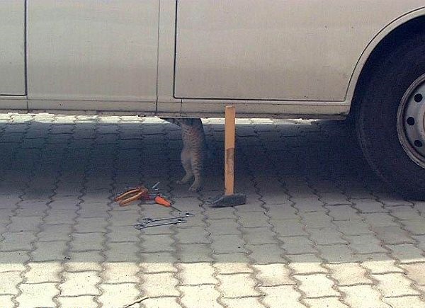 Cat mechanic under car