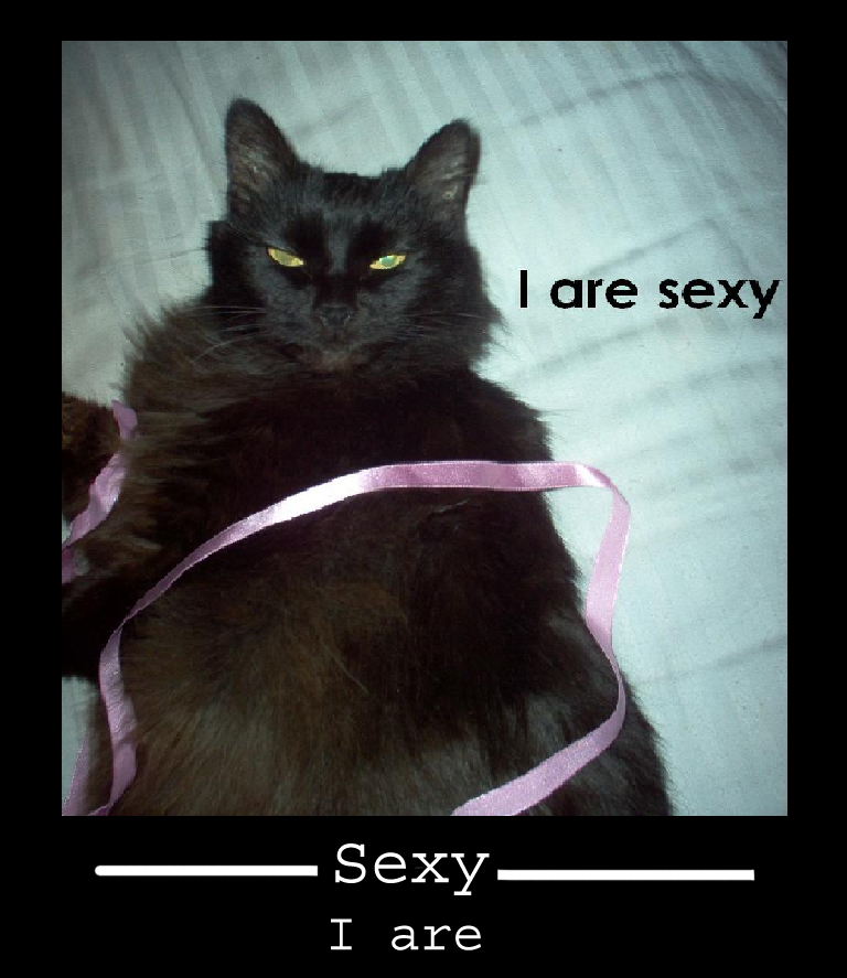 Confident cat with humorous caption