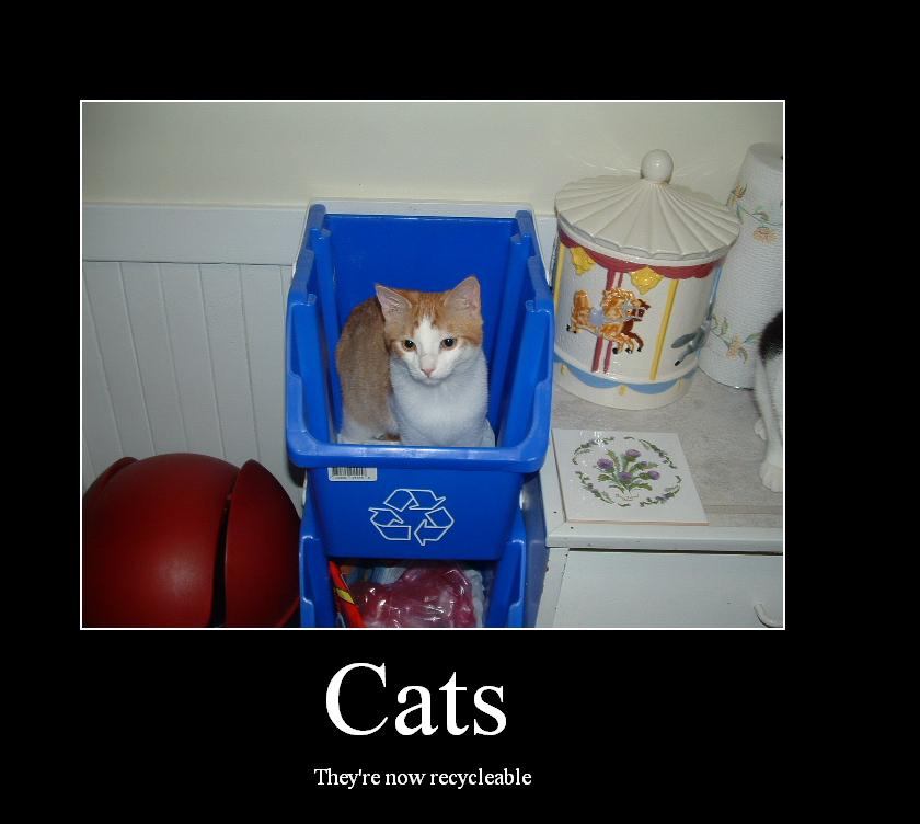 Cat in the Recycling Bin