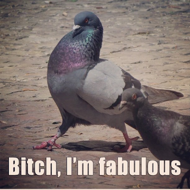 Pigeon Strutting Confidence