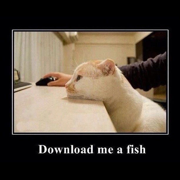 Cat requests a digital fish