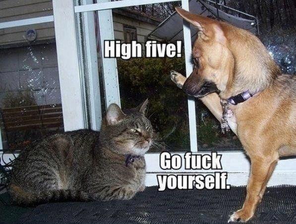 Dog and Cat's differing high five preferences