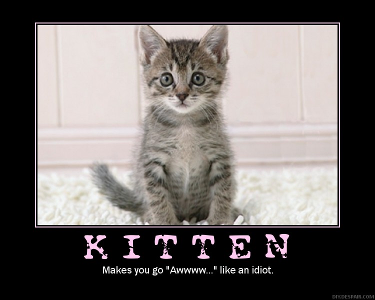 Cuteness Overload Kitten Meme