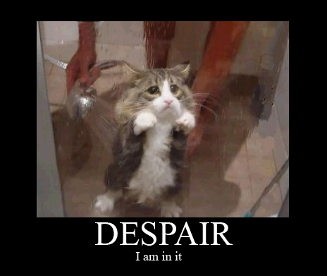 Cat Despair in the Shower