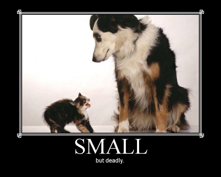 Kitten's feisty attitude toward dog