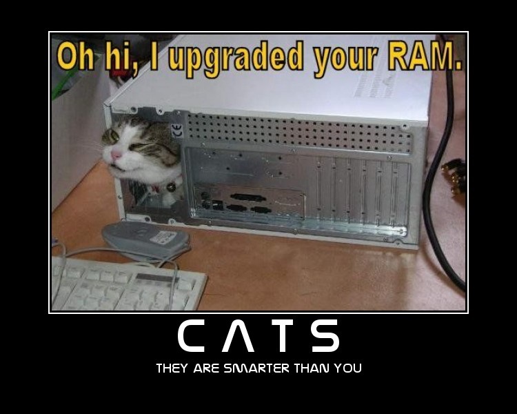 Cat as a RAM Upgrade Technician