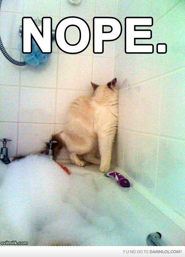 Cat Refuses Bath Time