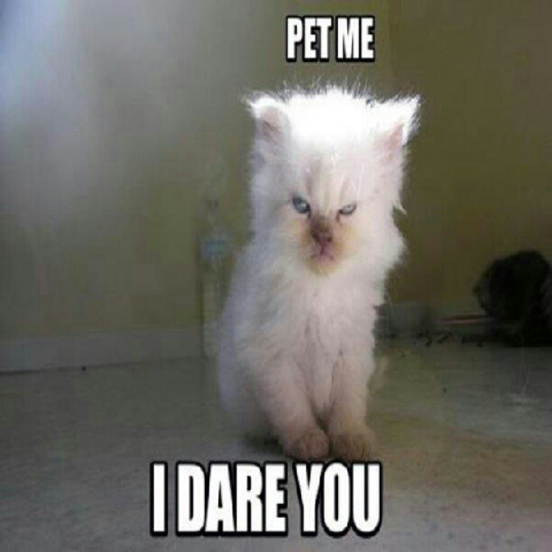 Grumpy Cat's Ultimate Challenge