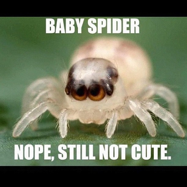 Spider Not Cute Enough