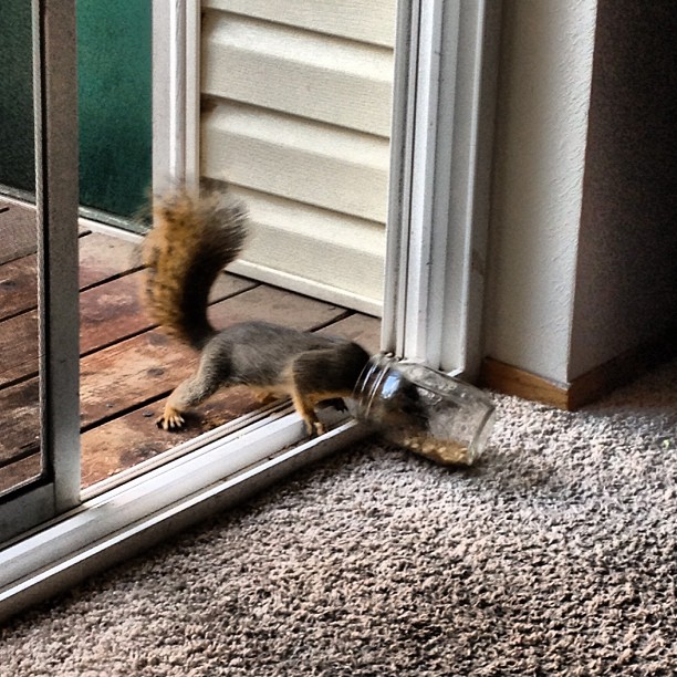 Squirrel's Snack Jar Dilemma