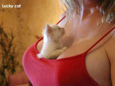 Kitten finds cozy spot