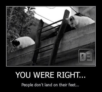 Cats disproving gravity myth