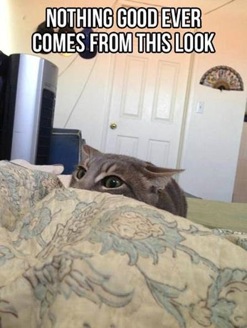Sneaky Cat Plotting