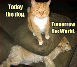 Cat's Plan for World Domination