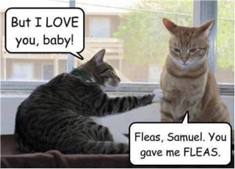 Cat Love Confession Gone Wrong