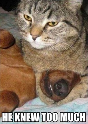 Cat with a suspicious cuddle buddy