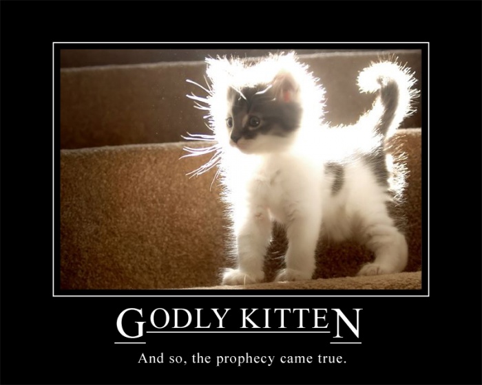 Backlit Halo Kitten Meme