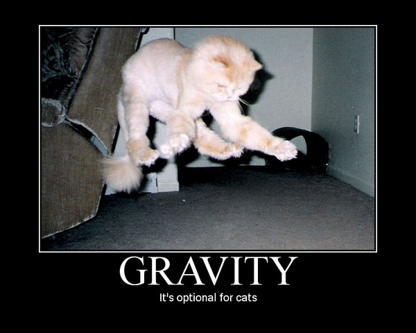 Cat defies gravity