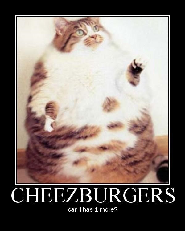 Plump Cat Craves Cheeseburgers