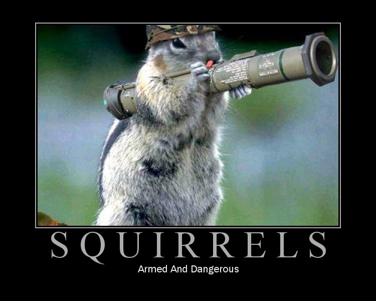 Battle-ready Squirrel