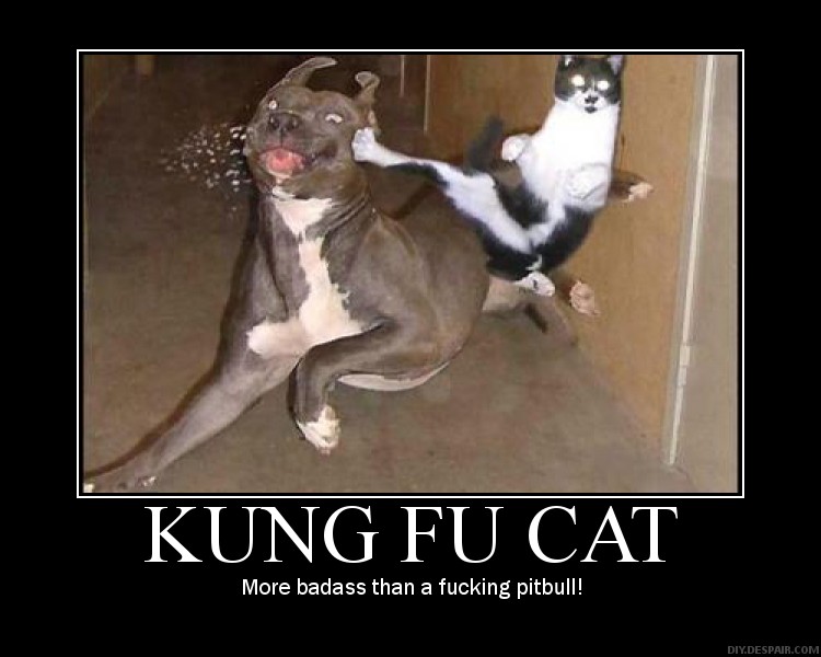 Ninja Cat in Action