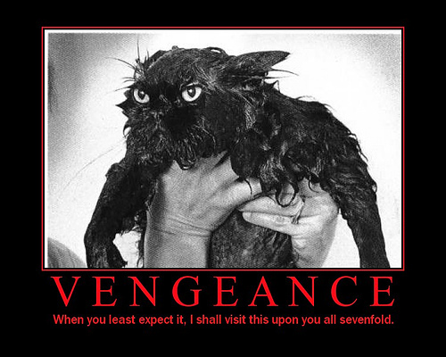 Wet Cat Revenge Meme
