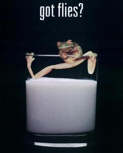 Frog Relaxing in a Glass of Milk